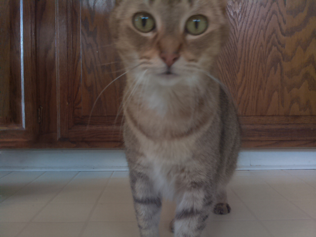 Second cat photo from Raspberry Pi camera module